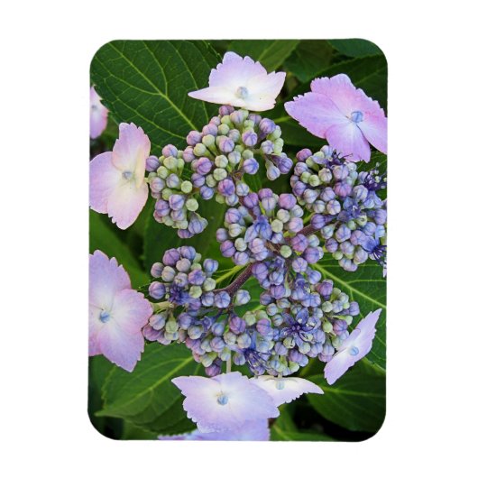 Lavendel Kant Pet Hydrangea Bloom Magnet Magneet (Verticaal)