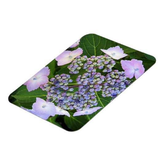 Lavendel Kant Pet Hydrangea Bloom Magnet Magneet (Linkerzijde)