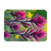 Lavendel Kwast Magneet (Horizontaal)