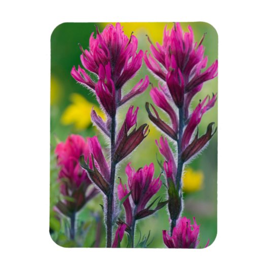Lavendel Kwast Magneet (Verticaal)