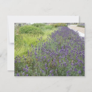 Lavendel Landschap DIY Briefkaart