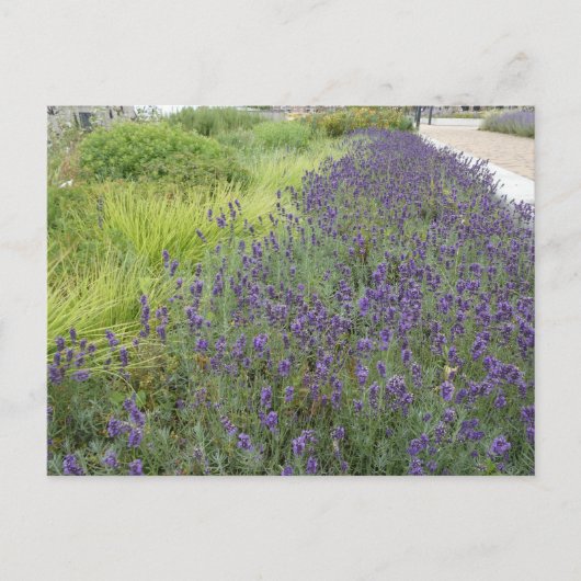 Lavendel Landschap DIY Briefkaart (Voorkant)