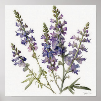 Lavendel Larkspur Flower Art Print Poster