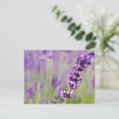 Lavendel | Lavendel Briefkaart (Staand voorkant)