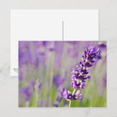 Lavendel | Lavendel Briefkaart (Voorkant / Achterkant)