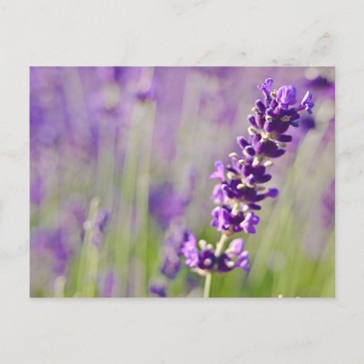 Lavendel | Lavendel Briefkaart (Voorkant)