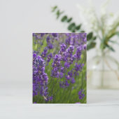Lavendel | Lavendel Briefkaart (Staand voorkant)