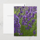 Lavendel | Lavendel Briefkaart (Voorkant / Achterkant)