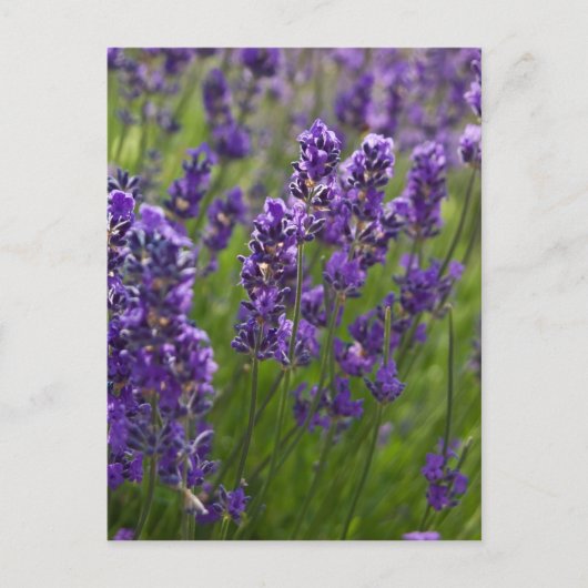 Lavendel | Lavendel Briefkaart (Voorkant)