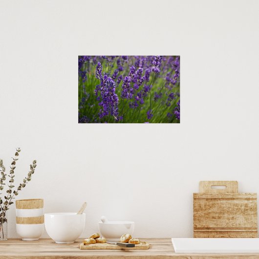 Lavendel | Lavendel Poster (Keuken)
