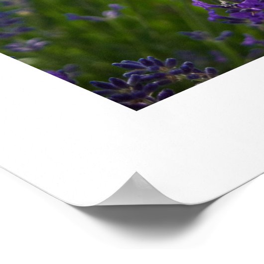 Lavendel | Lavendel Poster (Hoek)