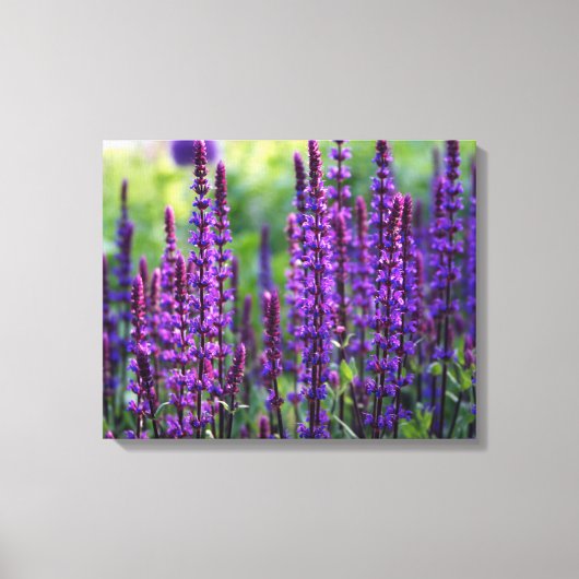 Lavendel Lila Fotodoek Canvas Afdruk (Voorkant)