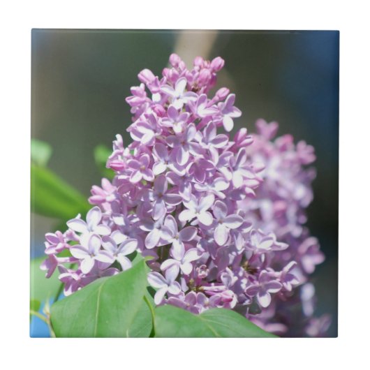 Lavendel Lilacs Tegel Tegeltje (Voorkant)