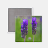 lavendel magneet (Voorkant / Achterkant)