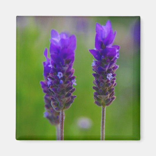 lavendel magneet (Voorkant)