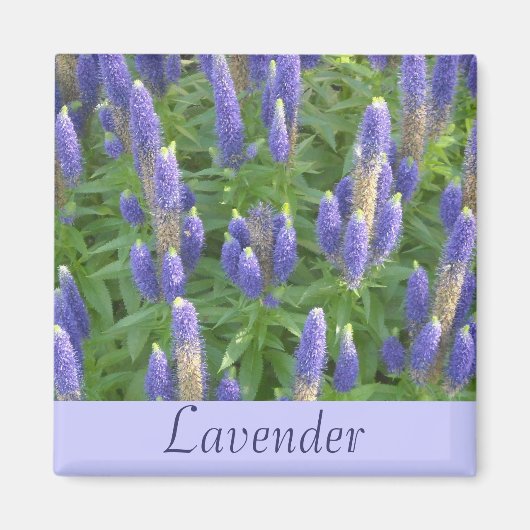 Lavendel Magneet (Voorkant)