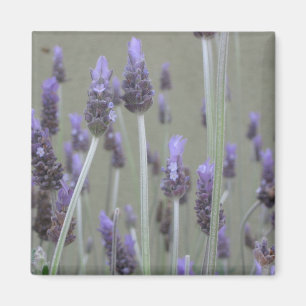 Lavendel Magneet
