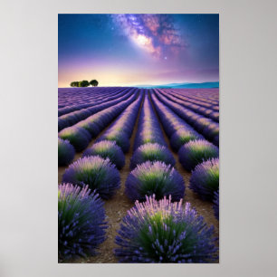 Lavendel Natuur Buiten Landschap Kalm Vredig Poster