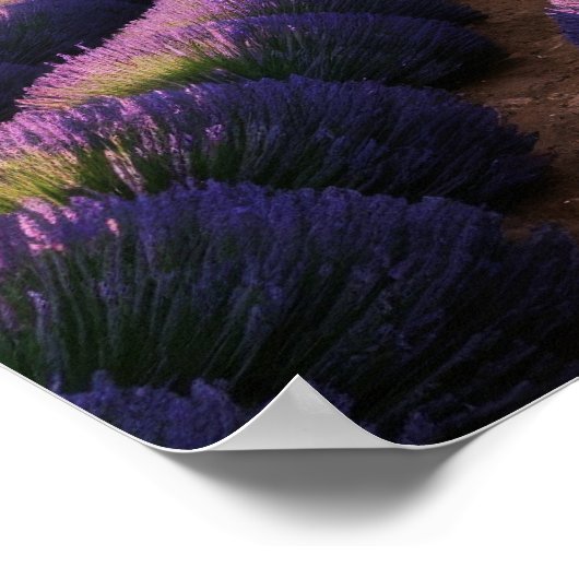 Lavendel Natuur Buitenlandschap Rustig Rustig Poster (Hoek)