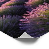 Lavendel Natuur Buitenlandschap Rustig Rustig Poster (Hoek)