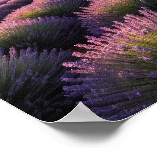 Lavendel Natuur Buitenlandschap Rustig Rustig Poster (Hoek)