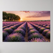 Lavendel Natuur Buitenlandschap Rustig Rustig Poster (Voorkant)