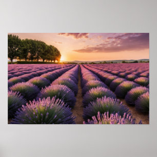 Lavendel Natuur Buitenlandschap Rustig Rustig Poster