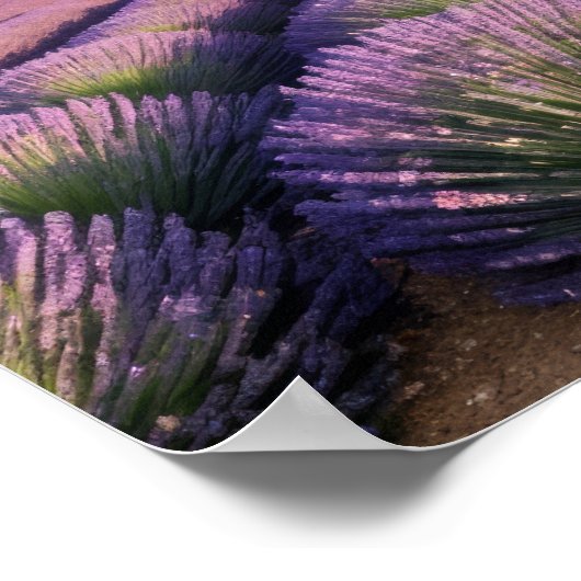 Lavendel Natuur Buitenlandschap Rustig Rustig Poster (Hoek)