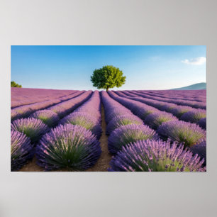 Lavendel Natuur Buitenlandschap Rustig Rustig Poster