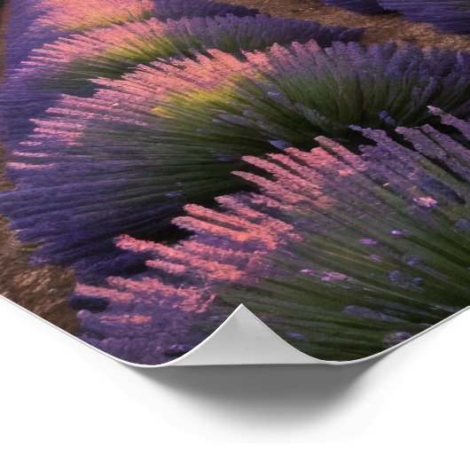 Lavendel Natuur Buitenlandschap Rustig Rustig Poster (Hoek)
