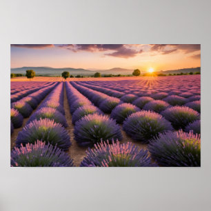 Lavendel Natuur Buitenlandschap Rustig Rustig Poster