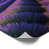 Lavendel Natuur Buitenlandschap Rustig Rustig Poster (Hoek)