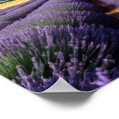 Lavendel Natuur Buitenlandschap Rustig Rustig Poster (Hoek)
