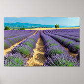 Lavendel Natuur Buitenlandschap Rustig Rustig Poster (Voorkant)