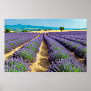 Lavendel Natuur Buitenlandschap Rustig Rustig Poster