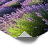 Lavendel Natuur Buitenlandschap Rustig Rustig Poster (Hoek)