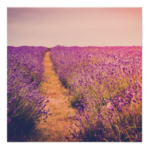 Lavendel Perfect Poster