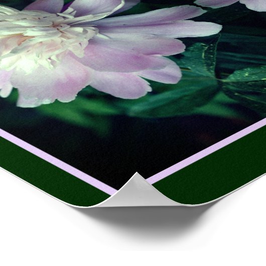 Lavendel pioenbloem in bloei Abstract Poster (Hoek)