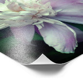 Lavendel pioenroos bloem in bloei close-up 8x8 foto afdruk (Hoek)