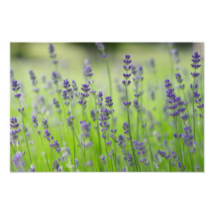 Lavendel plant bloemenveld natuur Sluiten Detail Foto Afdruk