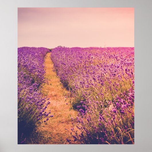 Lavendel Poster (Voorkant)