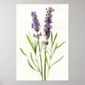  lavendel poster (Voorkant)
