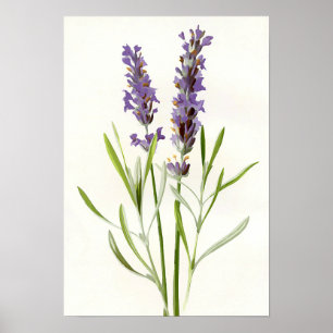 lavendel poster