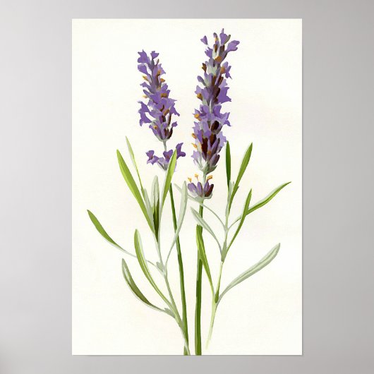  lavendel poster (Voorkant)