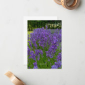 Lavendel Rij, Rij van bomen Notitiekaartje (Voorkant / Achterkant in situ)