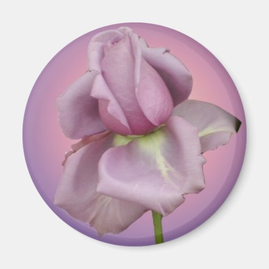 Lavendel Roos magneet (Voorkant)