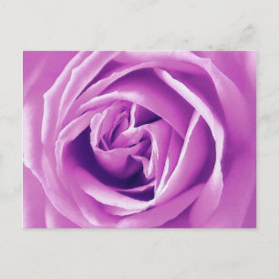 Lavendel roos print briefkaart