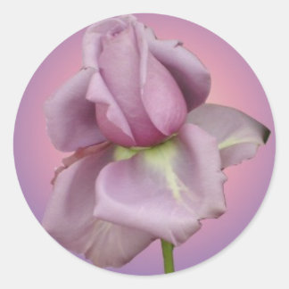 Lavendel roos sticker