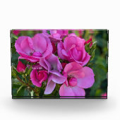 lavendel roze roos fotoblokken (Voorkant)