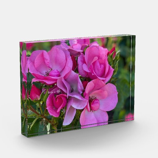 lavendel roze roos fotoblokken (Links)